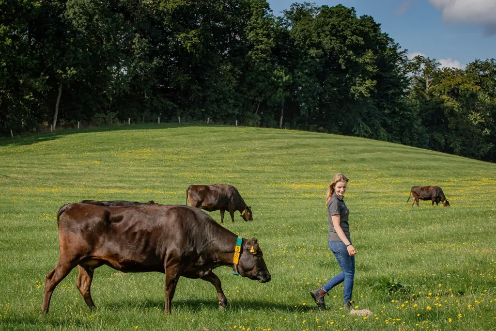 Wagyu kaufen