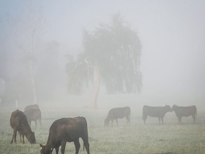 Wagyus auf der Wiese im Nebel